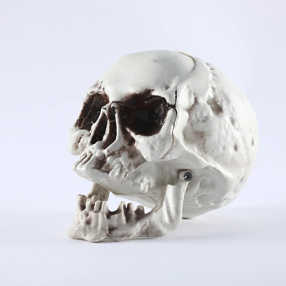 Halloween Skull Decor Prop Skeleton Head Realistic