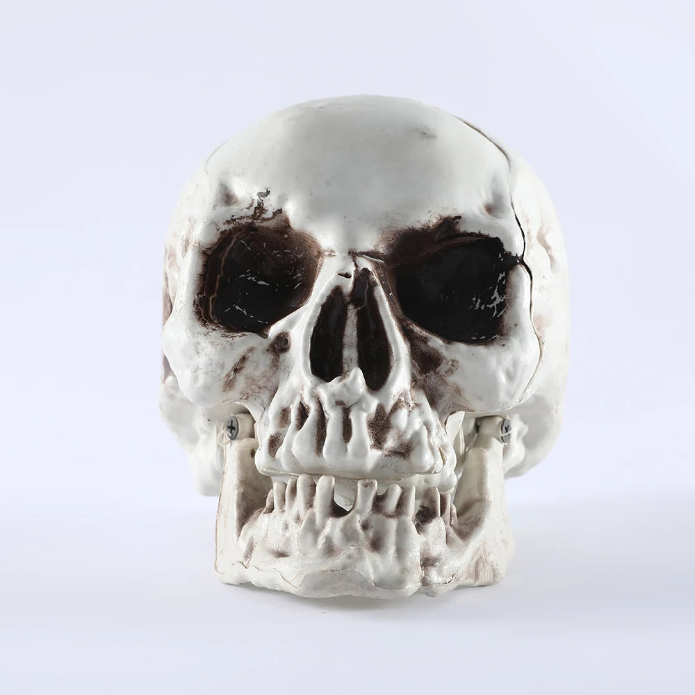 Halloween Skull Decor Prop Skeleton Head Realistic